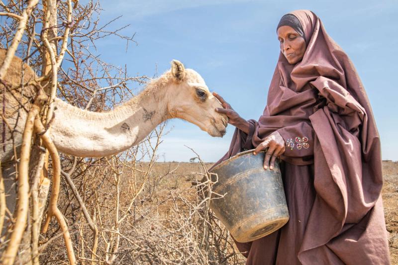 A woman feeds her camel