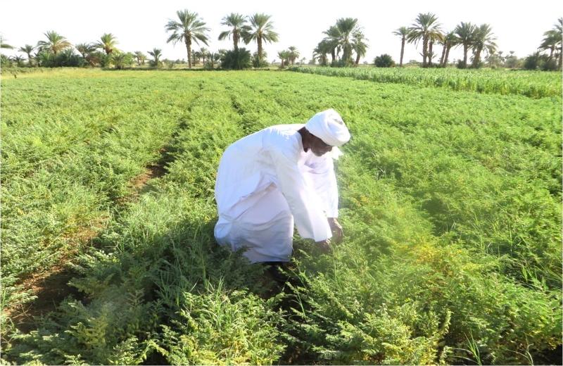 A man dressed in white, is bent over, tending to crops in a green field with palm trees in the background