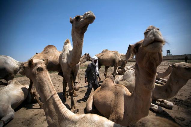 A trader ties the leg of a camel at the animal market in Forobaranga, West Darfur. 