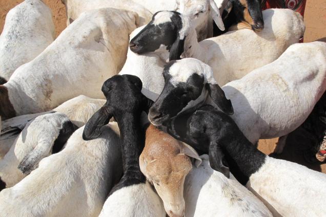 CLI-MARK works with livestock farmers’ and pastoralists’ organisations in Kenya.