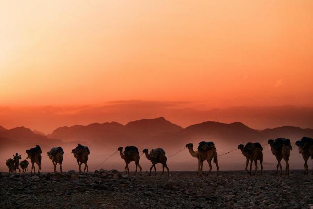 Camels carry the salt extracted from the desert, Dallol, Ethiopia