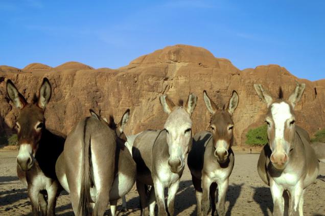 Donkeys in the Ennedi Mountains of northeastern Chad