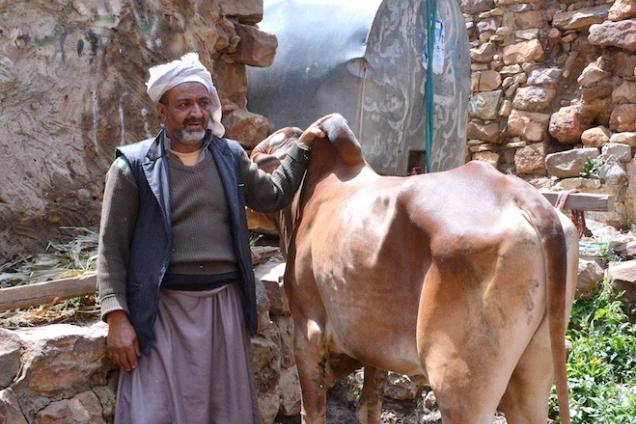 Farmer and bull, Yemen.