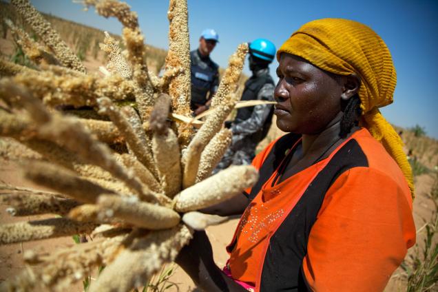  Women collect millet in a land rented by a community leader in Saluma Area, near El Fasher