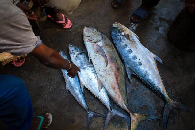 Traders and buyers negotiate over freshly caught fish at a fish market in the Xamar Weyne district of the Somali capital Mogadishu.