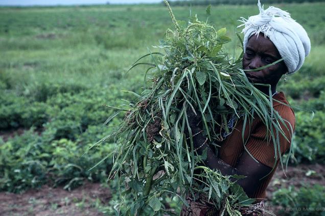 Harvesting crops, Nigeria.