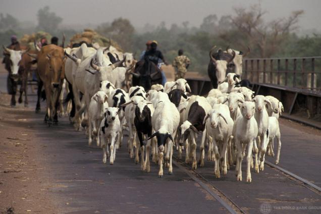 Herding cattle over a bridge, Mali.