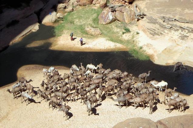 Camels drink from the permanent water source at Guelta d'Archei in the Ennedi Mountains of northeastern Chad.