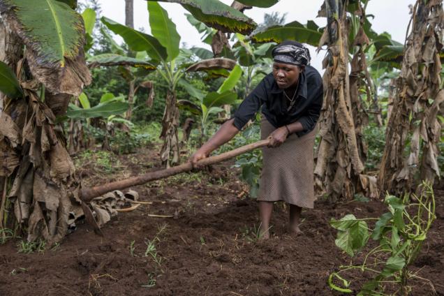 A member of the Kaku women's group working in Banana plantation in Tororo, Uganda. Income from this is used income to support members' families and pay their children's school fees.