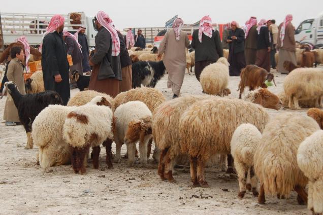 Livestock in Syria