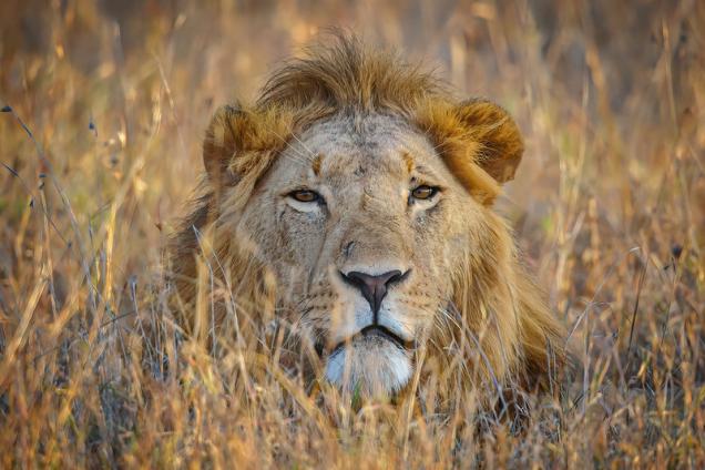 Male lion resting in the grassland at Ol Pejeta Conservancy, Kenya.