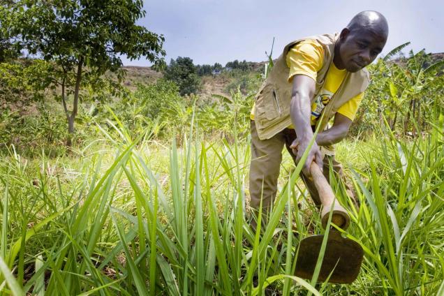 A man tends to his garden in Arokwo Village, Kapchorwa, Uganda.