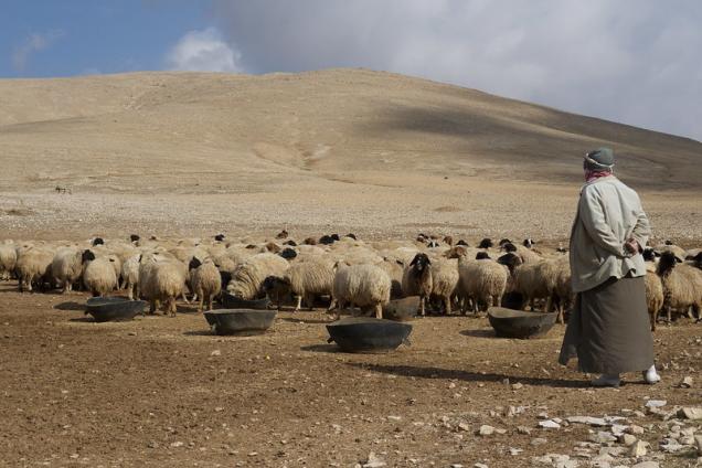 Man herding sheep, Syria.
