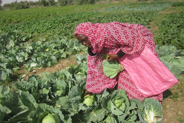 Kadiata Thiam Diallo, president and initiator of the Foum Gleita women's cooperative, collecting vegetables for which UNDP provided seeds.