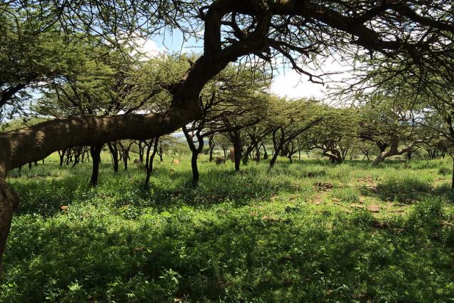 Sire District, Ethiopia.