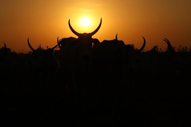 Sunrise in a cattle ranch in Dutsen Abba, Kaduna, Nigeria.