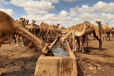 Camels drinking from a trough. Credit: Jackson Wachira / Center for Research and Development in Drylands