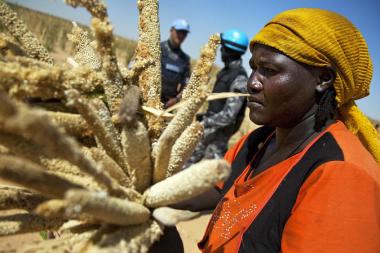 A woman collects millet in a land rented by a community leader in Saluma Area, near El Fasher, Sudan (Photo: United Nations / Flickr)