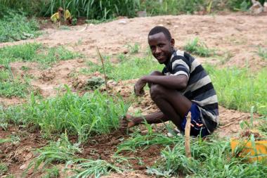 Man looks at the camera while crouching among his crops and pulling plants from the ground