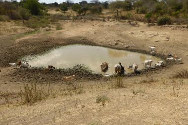 Four weeks after the rains, this pond in Makueni county, Kenya, built through public works, was almost dry, and no-one was using what water was left as it was contaminated by livestock. 