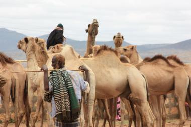 A camel trader with his herd in a Somali Region livestock market - Image by USAID - CC BY-NC 2.0