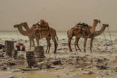 Camels stand in a salt plain in an arid landscape