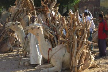 A group of men stand next to some seated camels. The animals have bundles of firewood tied to their backs
