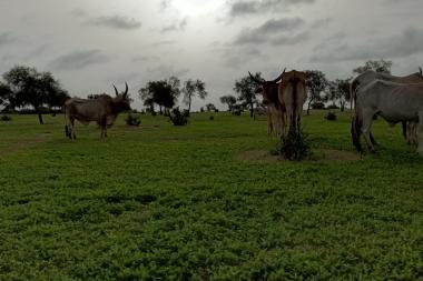 Cow herd in the Ferlo sylvo-pastoral zone at the beginning of the rainy season