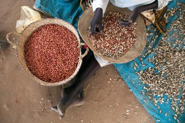 Groundnuts were one of Sudan's major cash crops before the war. Credit: Albert González Farran / UNAMID