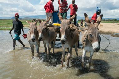 A group of men stand on a cart being pulled by four donkeys through some shallow water