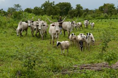 Shepherding in Ta Kuti village - photo by Arne Hoel / World Bank