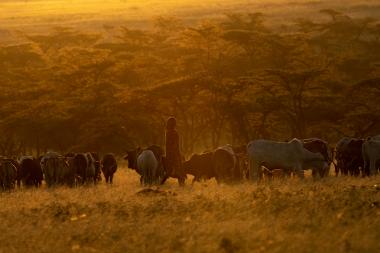 A man stands in a field at dusk surrounded by grazing cattle