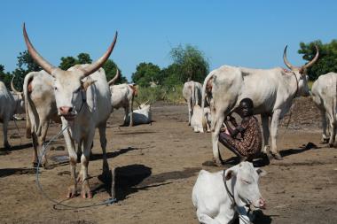 Cattle outside Bentiu town in South Sudan.