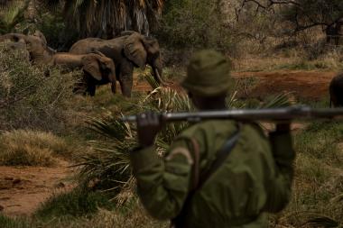 Community rangers guard elephants in Sera Conservancy, Kenya