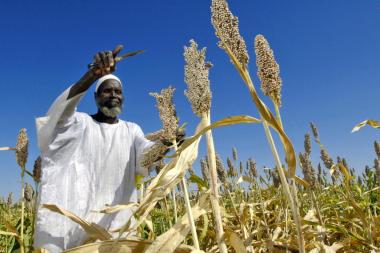 A farmer harvests sorghum seeds in Sudan.