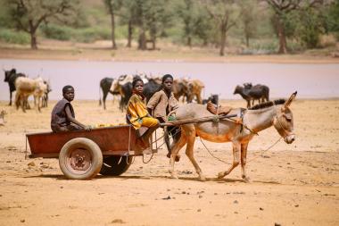 A donkey and cart transport goods as cattle graze near Lake Bam, Burkina Faso.