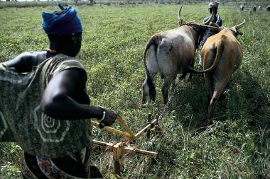 Woman ploughing soil in Mali. Image by Ray Witlin / World Bank - CC BY-NC-ND 2.0