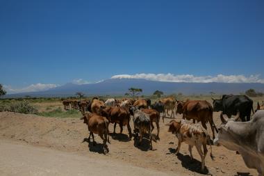 A herd of cows walks along a dirt road