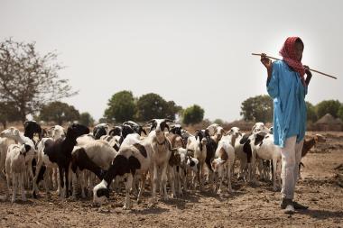 A shepherd and his herd in Senegal Image by Milo Mitchell / IFPRI