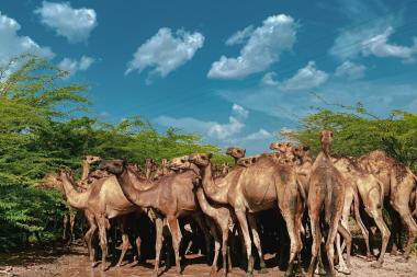 A herd of camels stands by some trees
