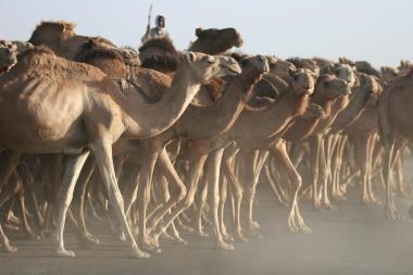 A man riding a camel, surrounded by camels