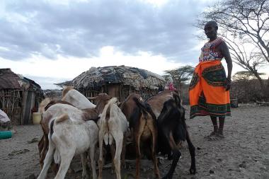 A woman stands over some goats who drink out of small container