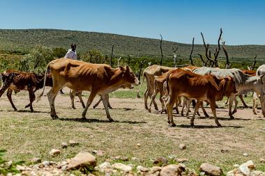 Cattle are being herded by a young man