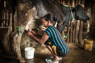  A close up of a woman milking a cow