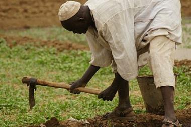 A man bends over the earth with a hoe in his hand preparing land for harvest