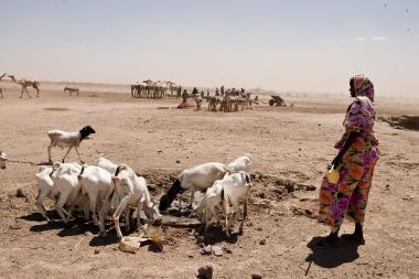 Woman Tending to the goats in Kenya. Credit: Jakob Dall - Danish Red Cross (p-KEN0534)