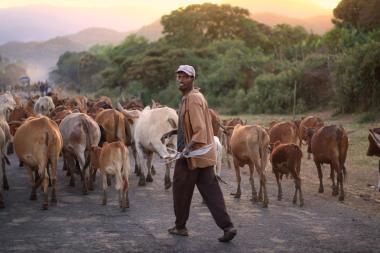  A herd of cattle walk along a road away from the camera, followed by a man who turns around and looks at the camera
