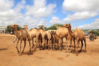  A herd of camels stands in the foreground