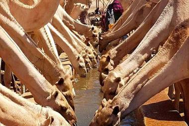 Rows of camels drink from a water trough