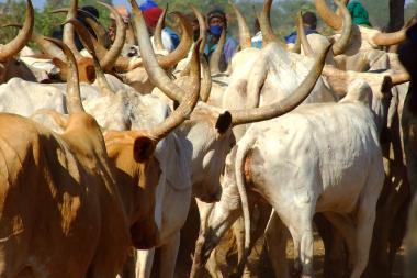 Herders in the background with cattle with large horns in the foreground